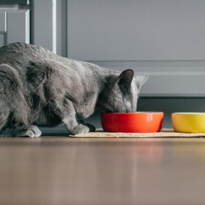 Katzen- und Hundefutter: Umstellung auf gesundes Tierfutter