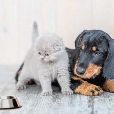 Katze und Hund - Gesunde Ernährung für Tiere